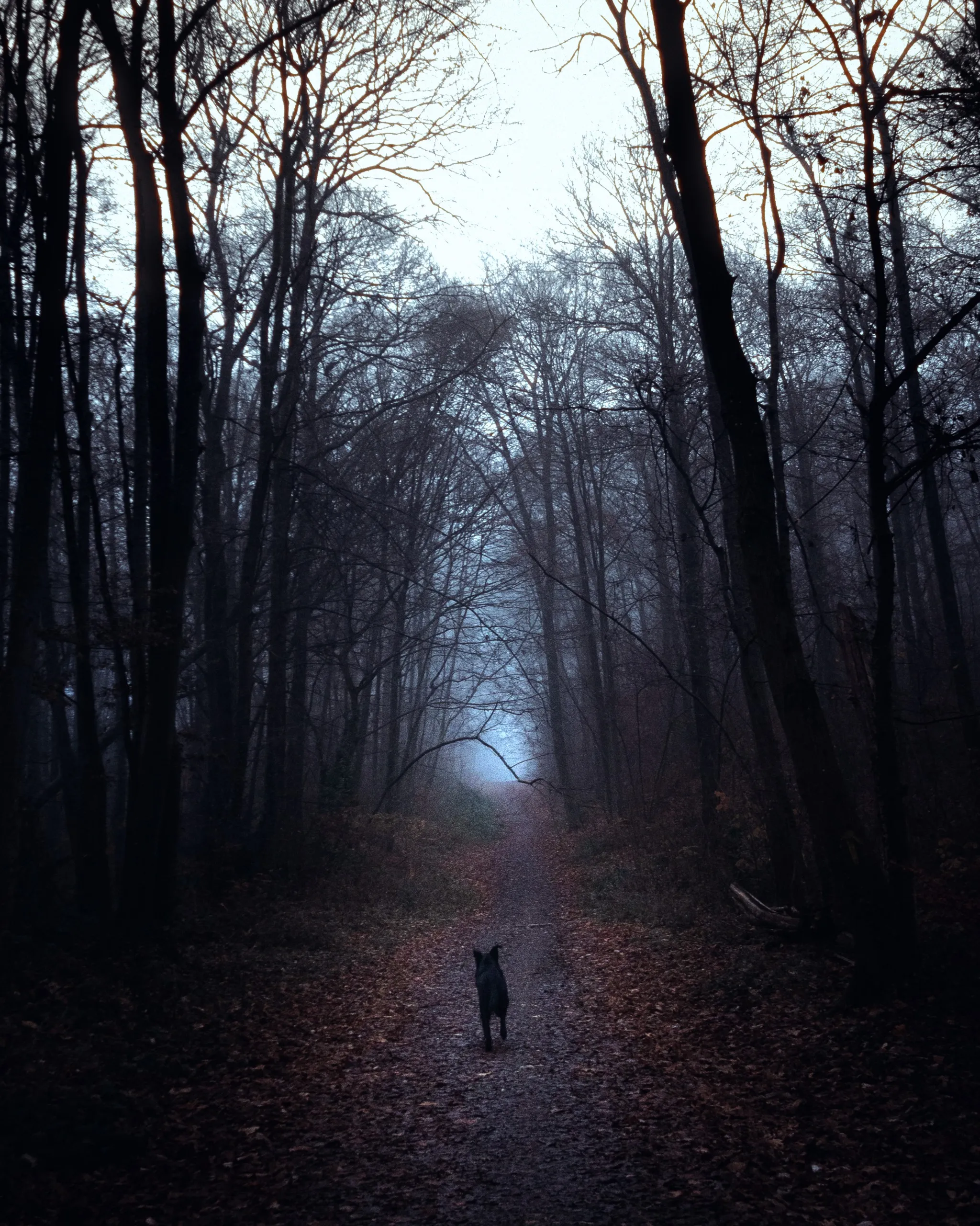 L'hiver au bois de Meudon